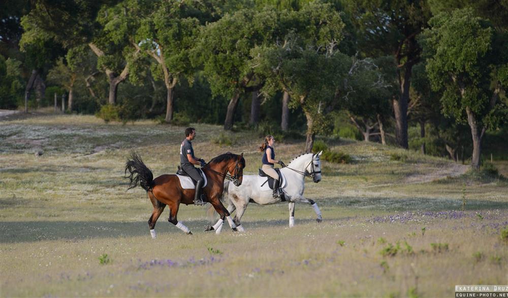 Passeios a Cavalo